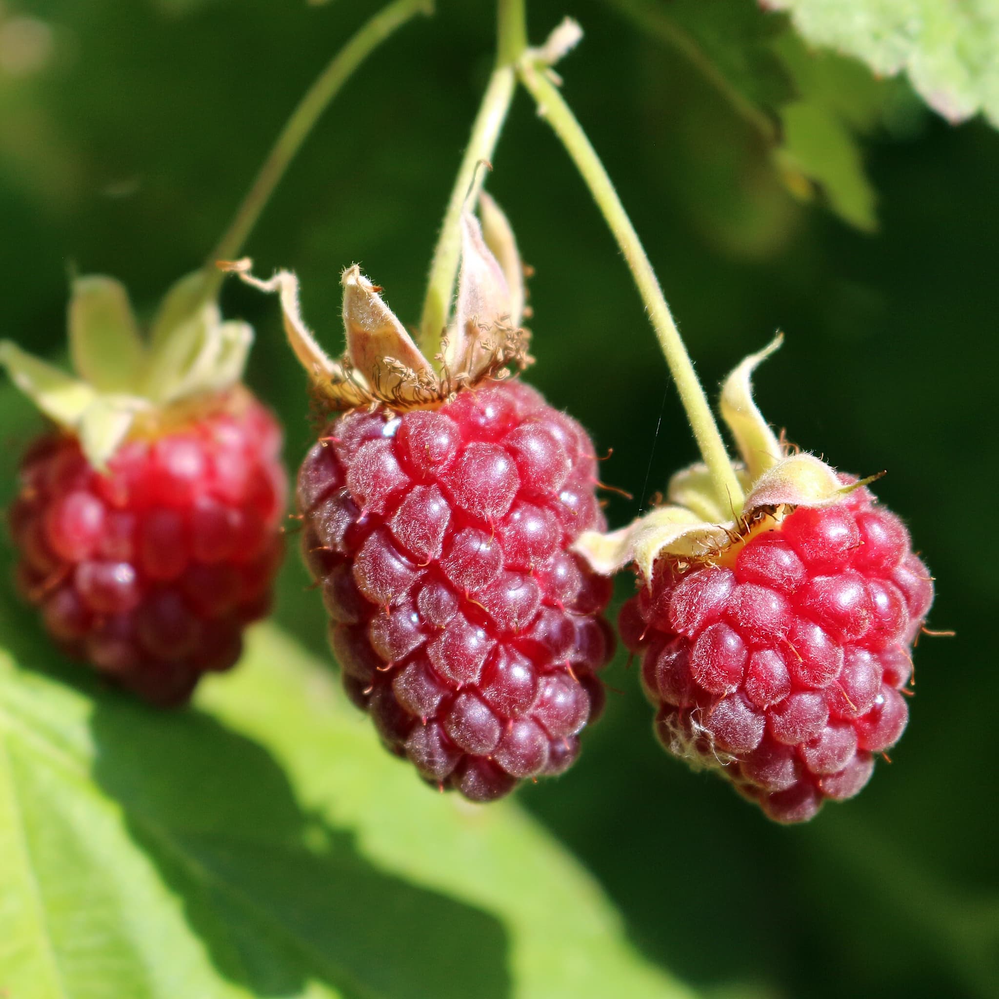 Rubus loganobaccus
