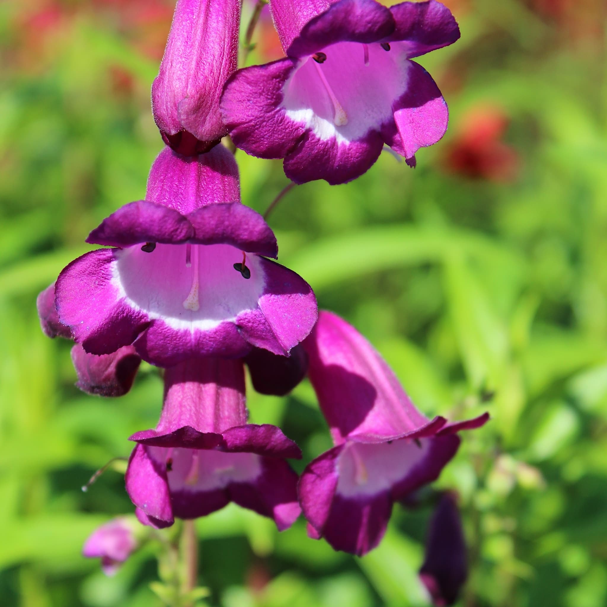 Penstemon 'Purple Passion'