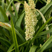 Liriope muscari 'Monroe White'