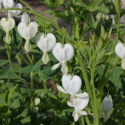 Dicentra spectabilis 'Alba'