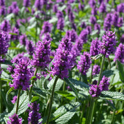 Stachys monieri 'Hummelo'