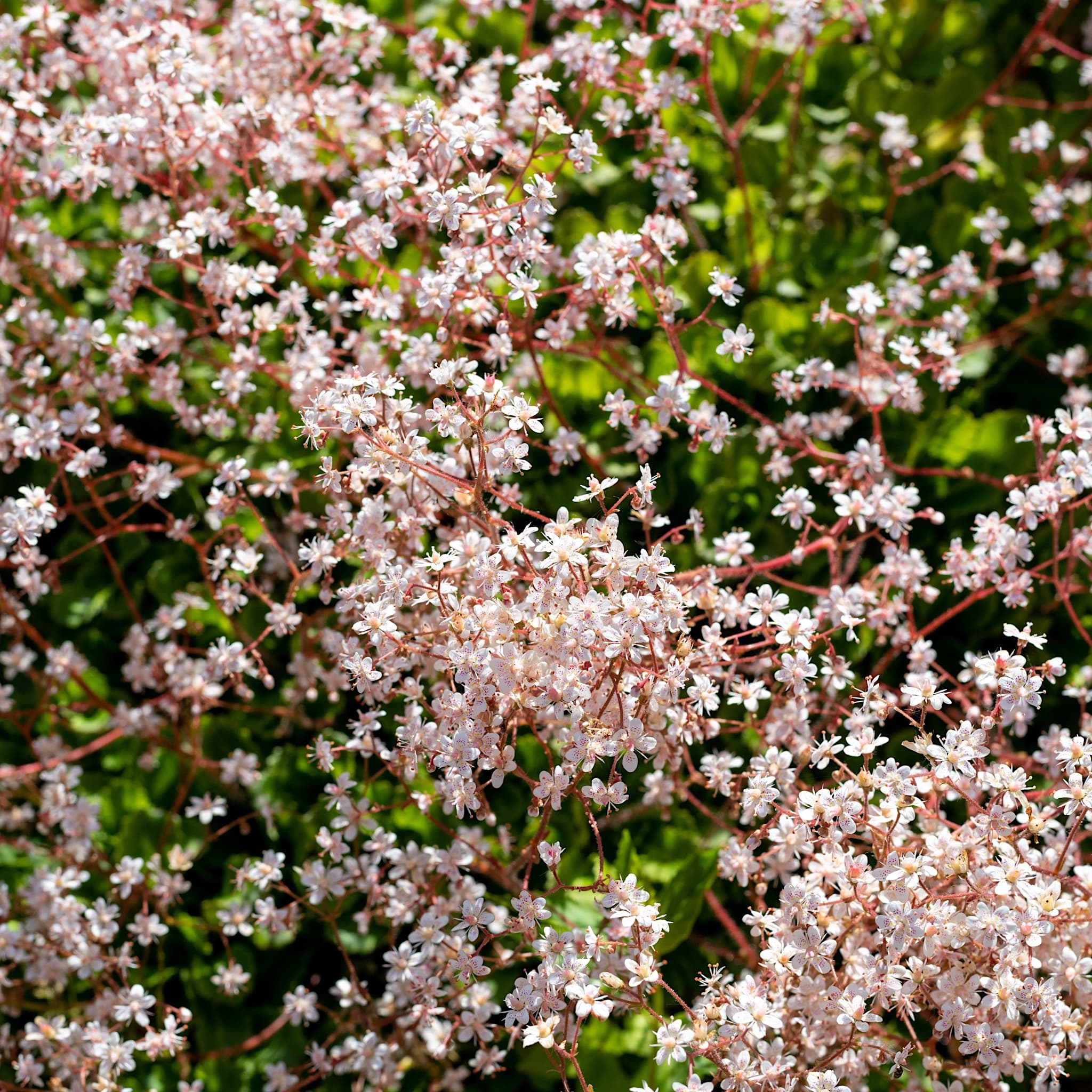 Saxifraga × urbium