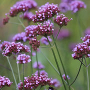 Verbena bonariensis