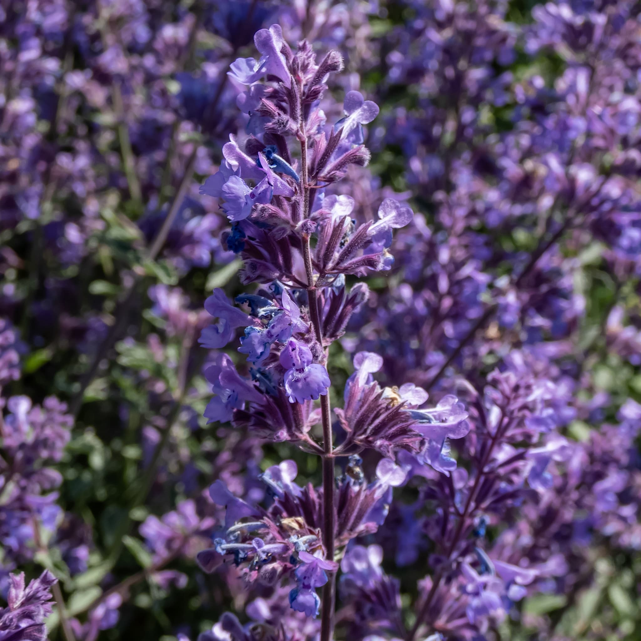 Nepeta faassenii 'Walker's Low'
