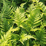 Dryopteris erythrosora