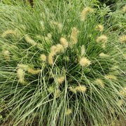 Pennisetum alop. 'Little Bunny'