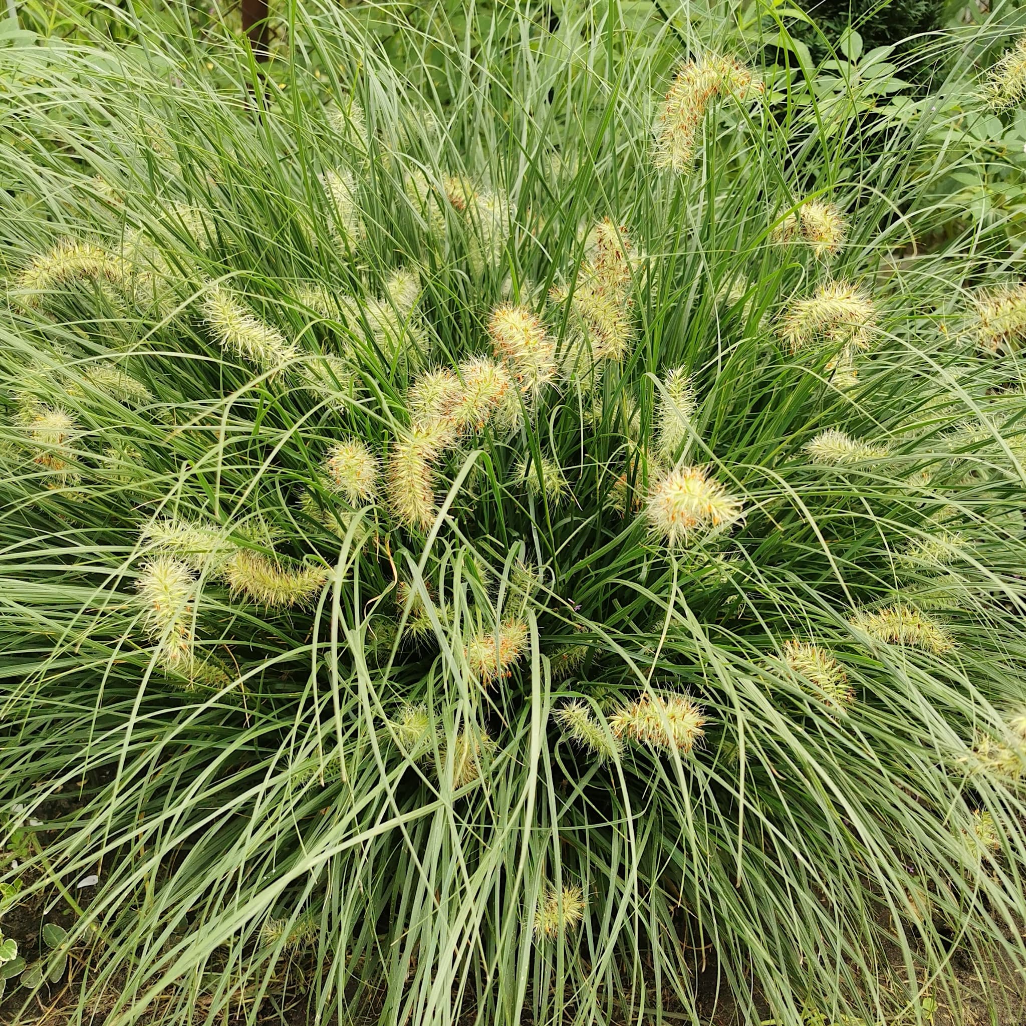 Pennisetum alop. 'Little Bunny'