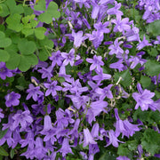 Campanula portenschlagiana
