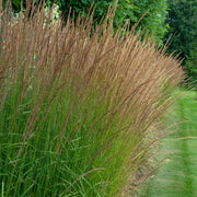 Molinia caerulea. 'Moorhexe'