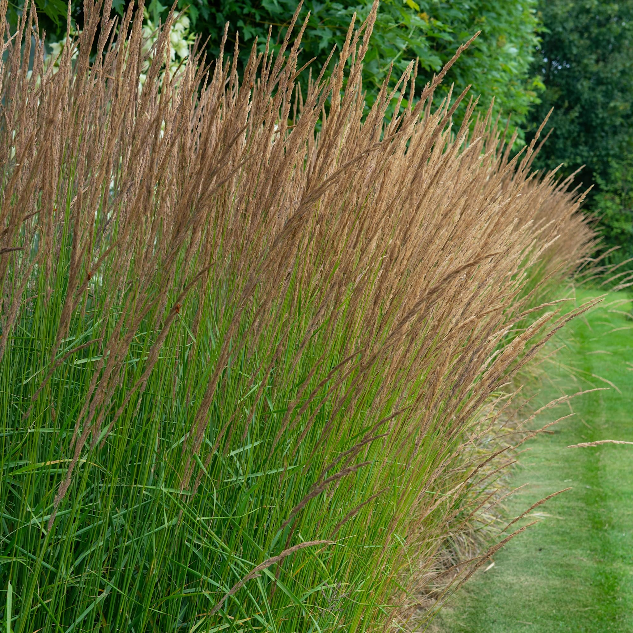 Molinia caerulea. 'Moorhexe'