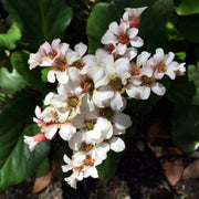 Bergenia 'Silberlicht'