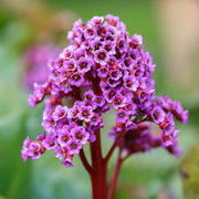 Bergenia cordifolia