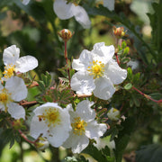 Potentilla frut. 'Abbotswood'
