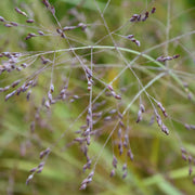 Panicum virgatum 'Prairie Sky'