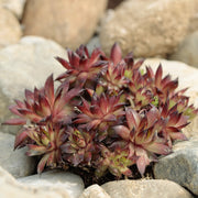 Sempervivum hybrids