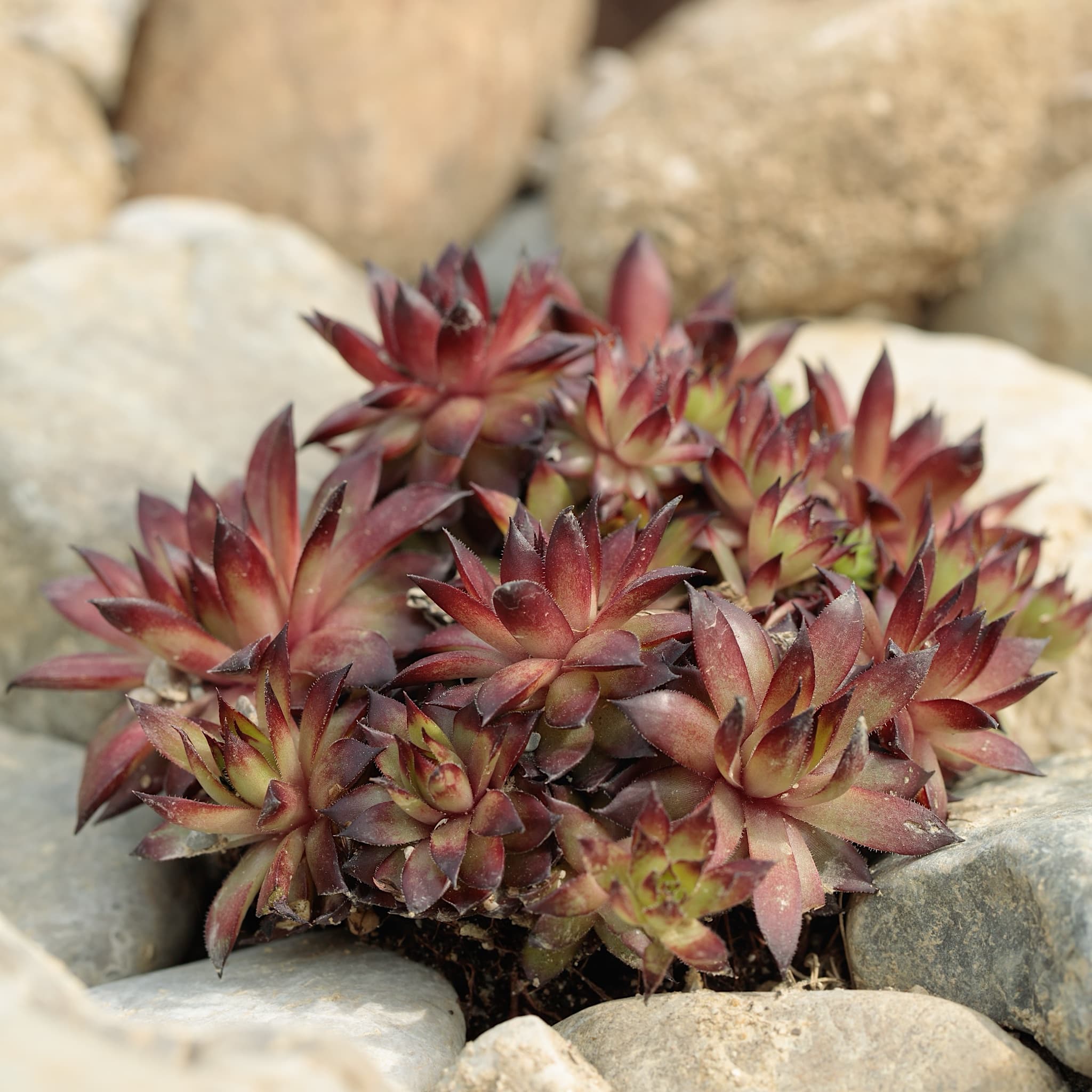Sempervivum hybrids