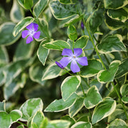 Vinca major 'Elegantissima'