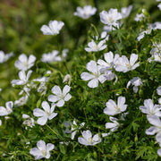 Geranium sang. 'Album' (White)