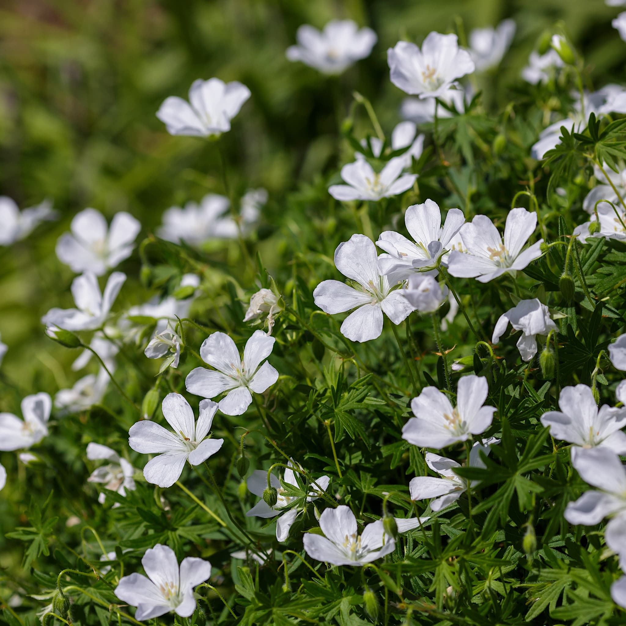 Geranium sang. 'Album' (White)