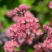 Sedum 'Purple Emperor'