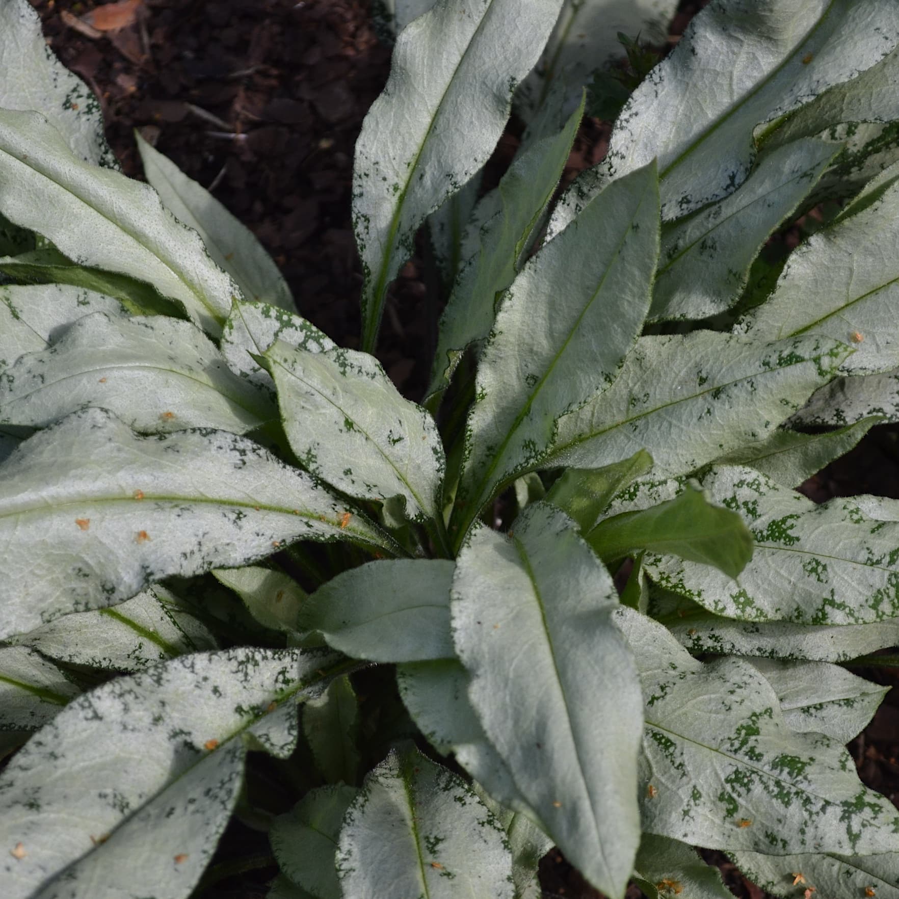 Pulmonaria 'Diana Clare'