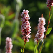 Persicaria affinis 'Superba'