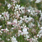 Gaura lind. 'Whirling Butterflies'