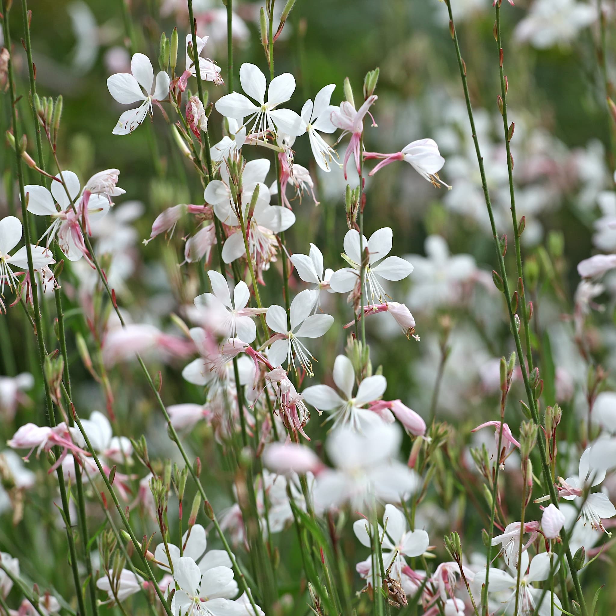 Gaura lind. 'Whirling Butterflies'