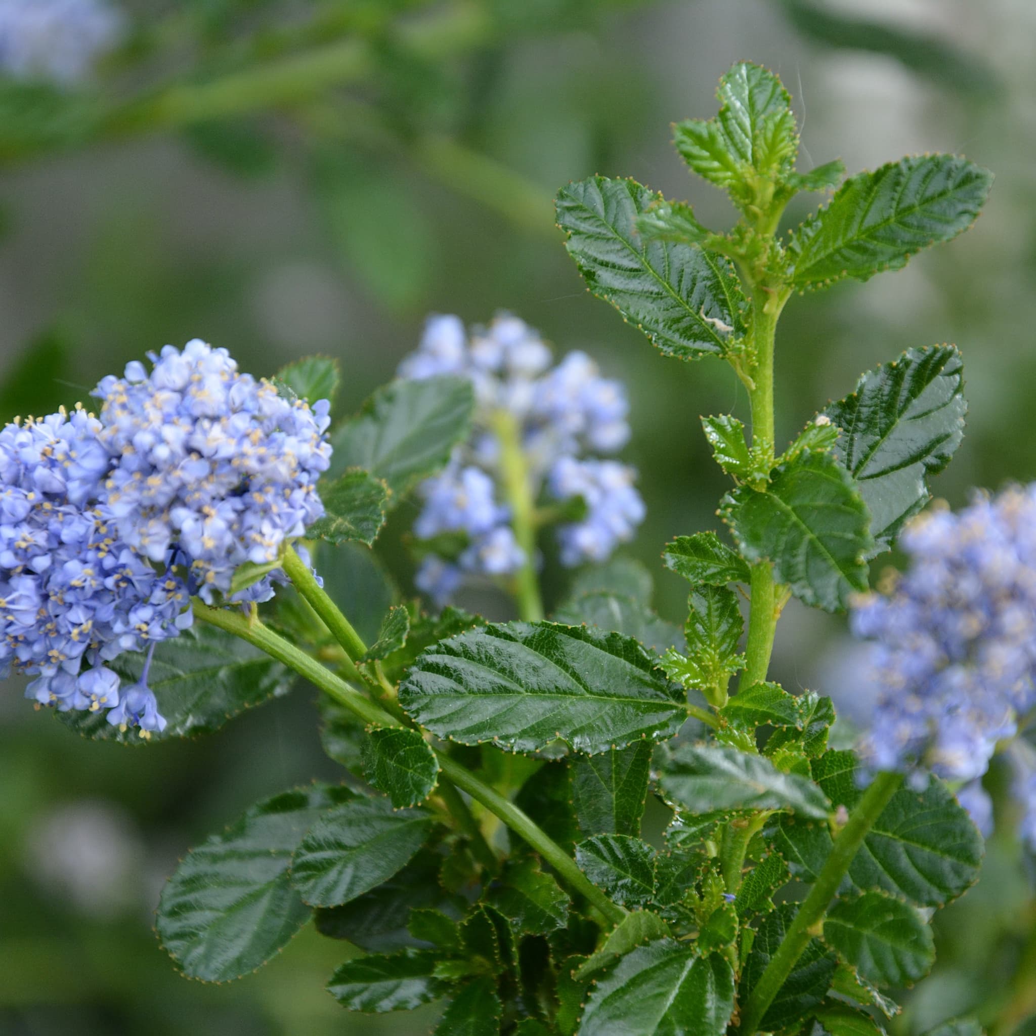 Ceanothus 'Blue Mound'