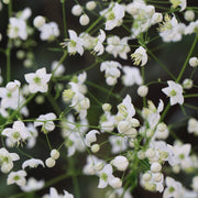 Thalictrum 'Splendide White'
