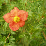 Potentilla frut. 'Red Ace'