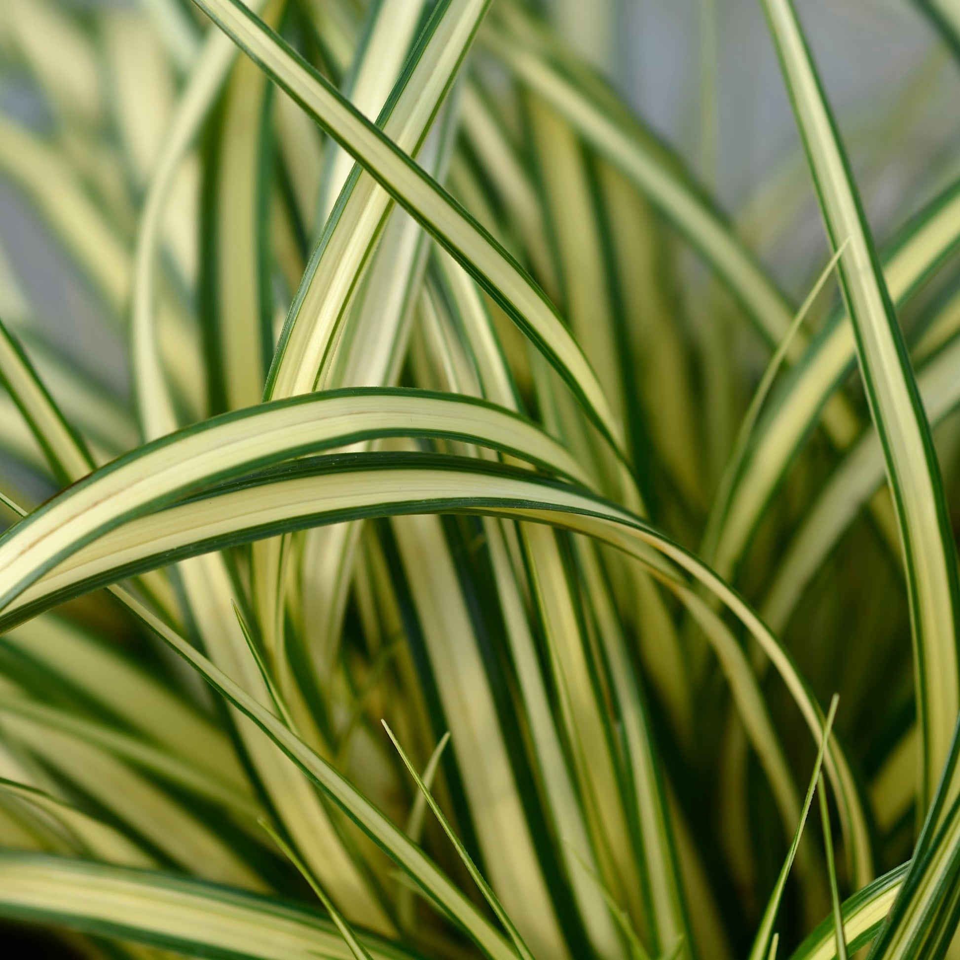 Carex oshimensis 'Evergold'