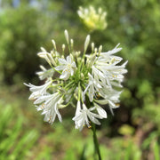Agapanthus 'Polar Ice'