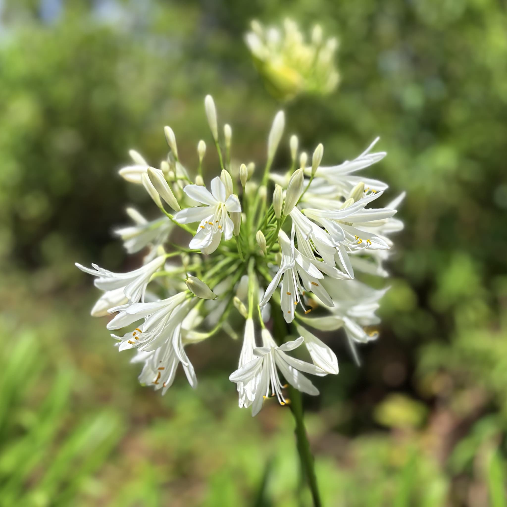 Agapanthus 'Polar Ice'