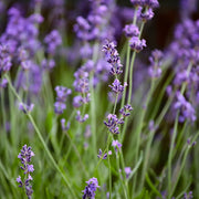 Lavandula 'Hidcote'