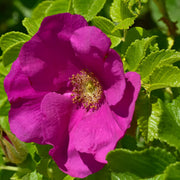 Rosa rugosa