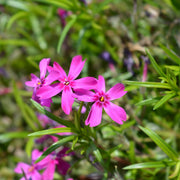 Phlox (S) 'Atropurpurea'