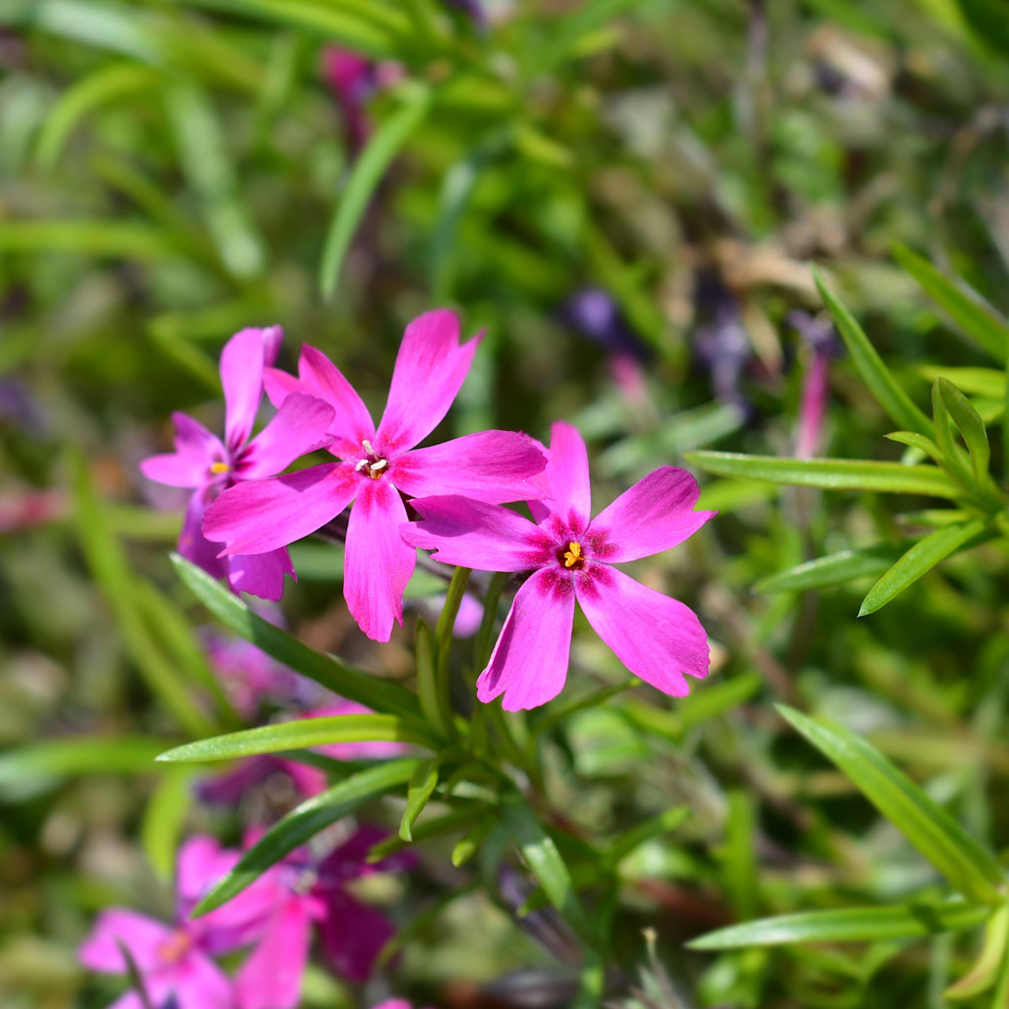 Phlox (S) 'Atropurpurea'