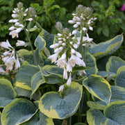 Hosta sieb. 'Frances Williams'