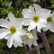 Clematis 'Early Sensation'