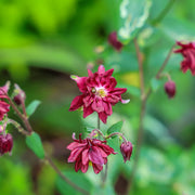 Aquilegia vulg. stel. 'Ruby Port'