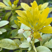 Choisya ternata 'Sundance'