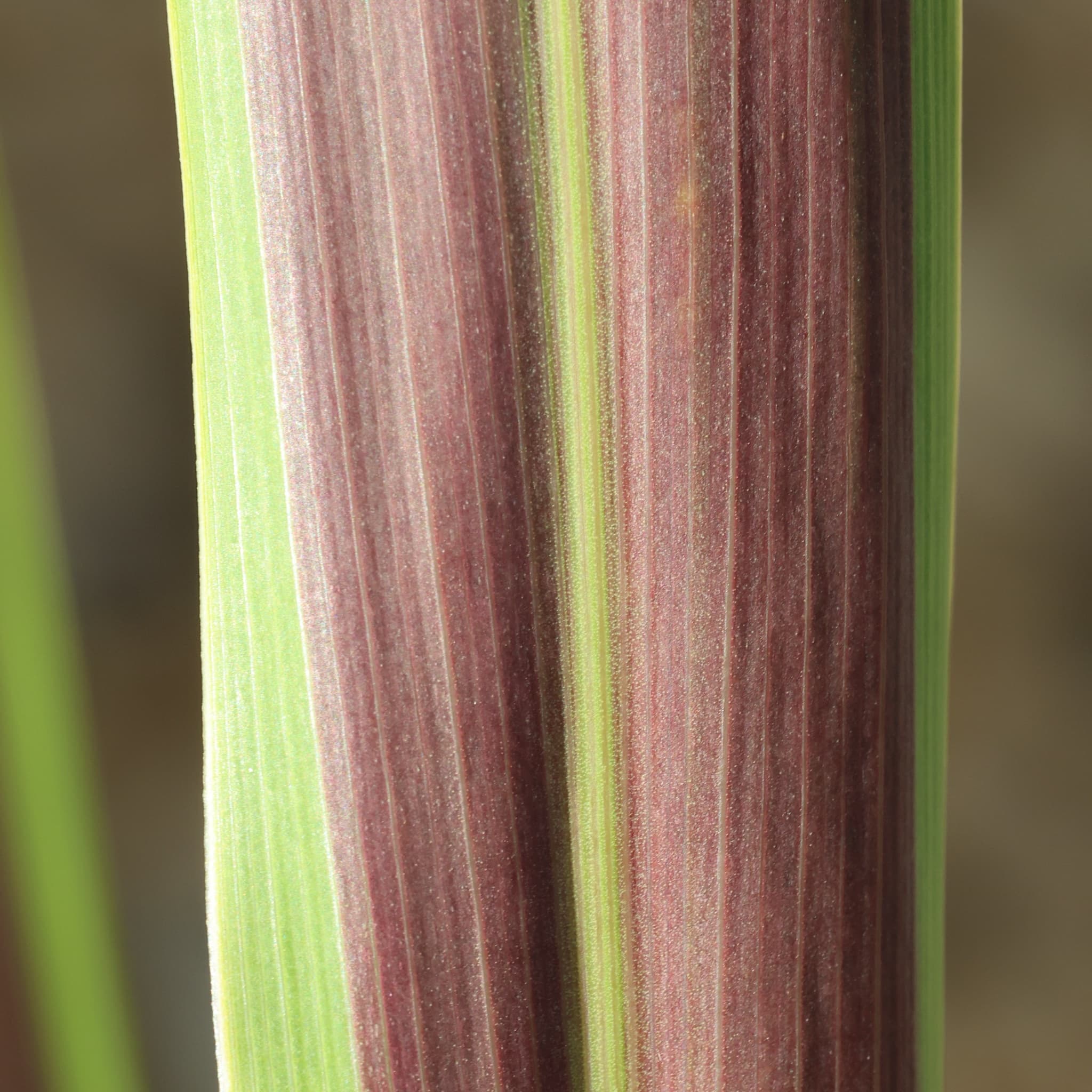 Cordyline australis 'Choc Mint'