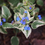 Brunnera macr. 'Variegata'