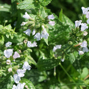 Pulmonaria 'Opal'