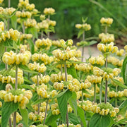 Phlomis russeliana
