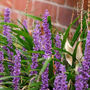 Liriope muscari