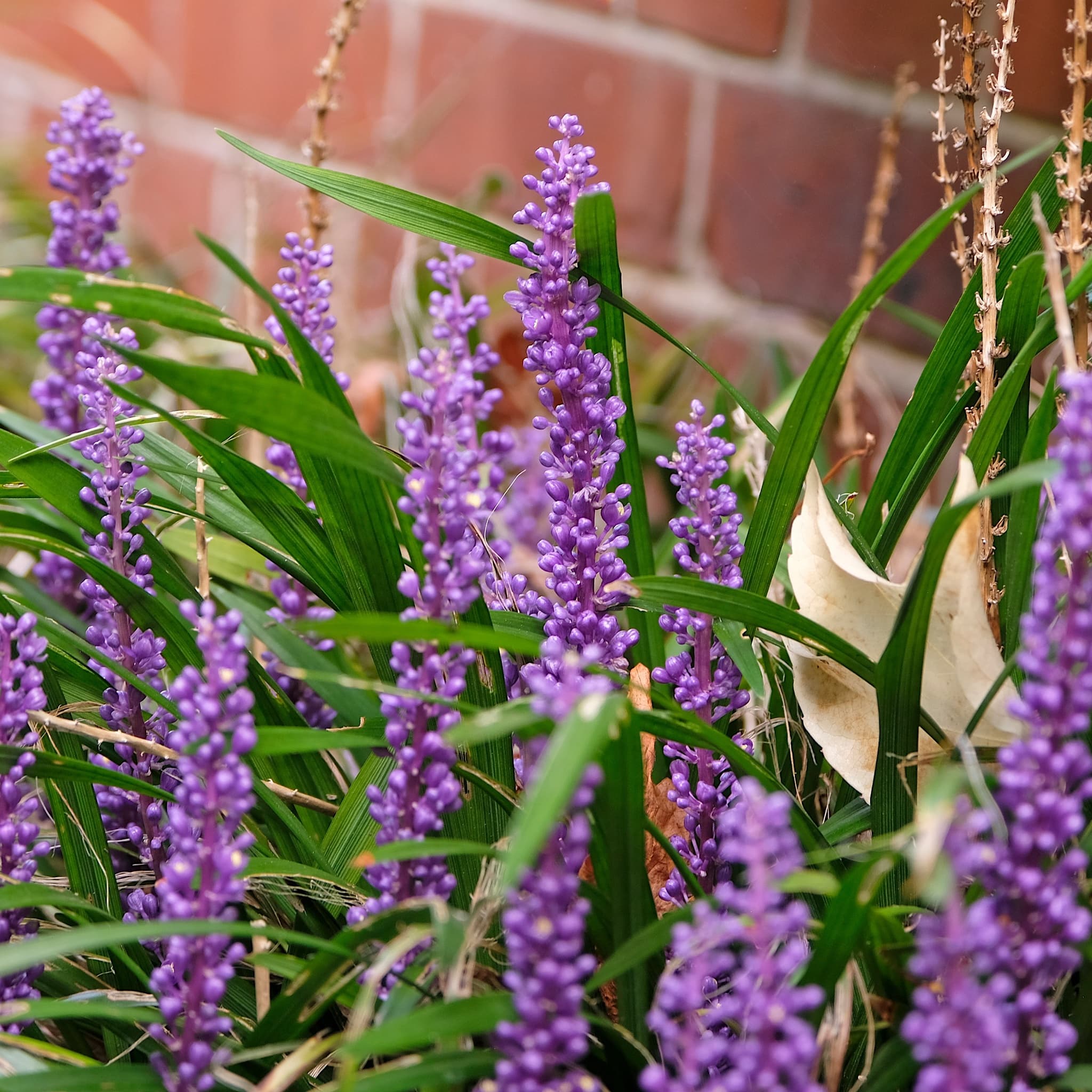 Liriope muscari