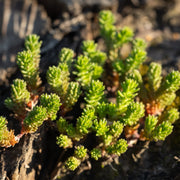 Sedum sexangulare