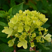 Hydrangea pan. 'Little Lime'
